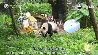 Bifengxia Panda Base Collective Enrichment / Collectieve Verrijking 2025 &ndash; Fanxing