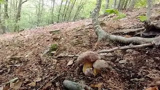 Boletaire Furi&oacute;s - 30 Maig 2023, Ceps pel Montseny.