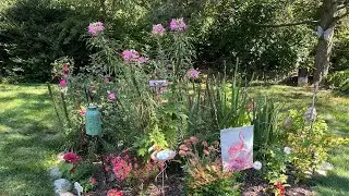 CLEOME FLOWER | You'll love this in your garden