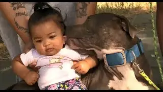 Pit bull saves family from fire