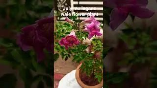 June July me lagane wale flowering plants #flowers #decoration #garden #naturaldecoration