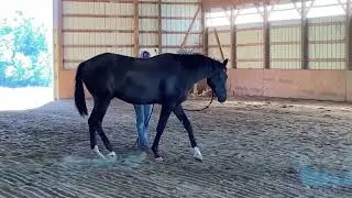 This big bad boy isn't so bad...anymore...Refine the Language: 2 Year Old Oldenburg Session 7 Part 2