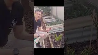Growing Capsicums and Chilis in Raised Beds 🌿 Check us at at accessgrow.com