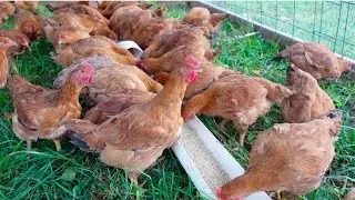 We Raised 120 MEAT CHICKENS.... Here is What It Cost!