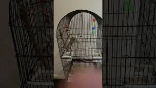 We found birds similar to sunny and snowflake!