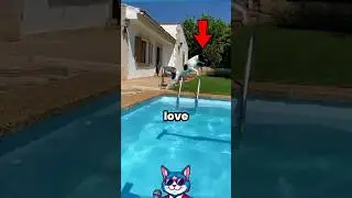Dogs Love Water 🐕