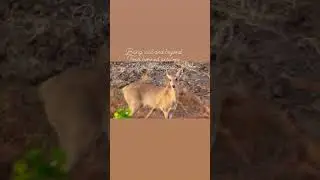 #Four_horned_Antelope_alert calling#chausingha_call