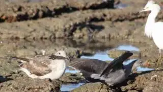 Abba's   Waterloo song with birds: Snowy Egret and Heermann's Gull