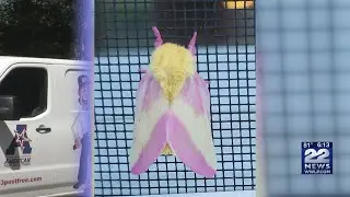 What are Rosy Maple Moths?