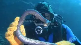 Deadly Australians - Olive sea snake