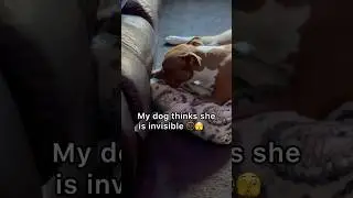 Dog thinks she&rsquo;s invisible 😂🫥