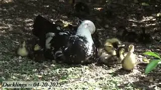 Texas Duck Pond - Ducklings_8🐣 Muscovy Brood Update