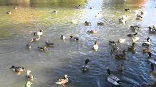 鳥動画（カモ、鴨色々１５１２０８０２）
