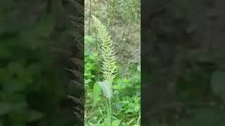 বাংলার ঘাস Setaria verticillata