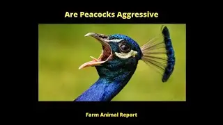 Are Peacocks Aggressive