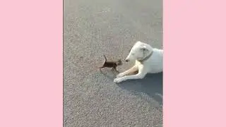 Little Kitten Big Dog The Result Is 😄 Cute | Relax With Nature