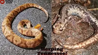 Timber Rattlesnake, Rare Salamanders And More! Herping Tennessee