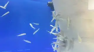 Fish eating your dead skin