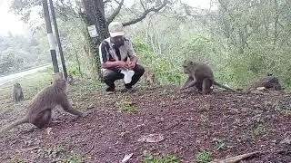 Kera pohon asam #monkey #animals #regular 