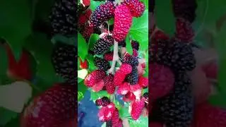✨ fresh sweet Berry gardening video✨#fruit #gardening #ytshorts #viralvideo #crazykitchenlaxmi 🔥✨