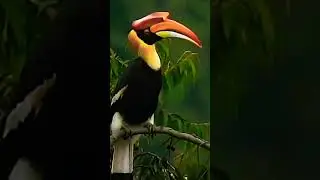 Paradise Bird