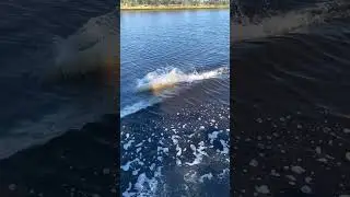 Slow Motion Dolphin Breath
