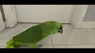 Loro tóxico/loro llorando por que no se dejan picar/loro enojado por que no le abren la puerta 