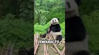 Pandas Are Cute / But Extremely Dangerous #facts #animals #wildlife