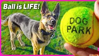 My Dogs 1st Dog Park Vlog