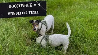 Doggy Walk | Duin en strandwandeling winter in Texel | 34 min.