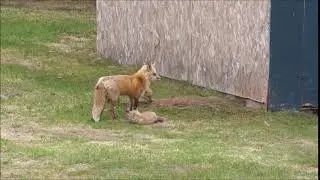 MOM IS HERE!!!! Fox kit excited to see his mom
