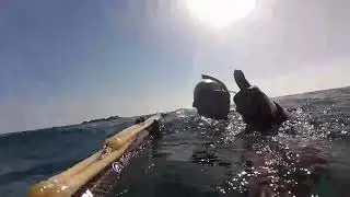 Isola d'Elba pescasub #spearfishing - Relitto Elviscot - Speargun Bluetec Lycan Carbon