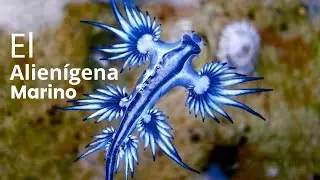 &iexcl;El drag&oacute;n azul marino existe y es incre&iacute;ble!