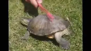 turtle dance super mix