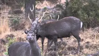 Sika Deer