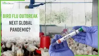 Global Bird Flu Outbreak, Risk Of Sporadic Infection, Watch Video