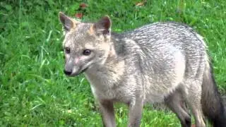 Crab-eating fox - Cerdocyon thous 2 - Rio Blanco, C Andes
