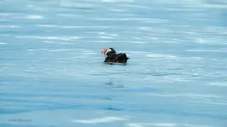EP12  Verr&uuml;ckte Ereignisse in Homer #Alaska #Wildlife #USA