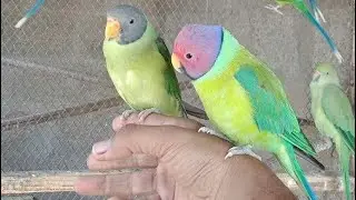 My new  Hand Tame Slaty Headed Parrot |My Hand Tame Plum Head Parrot behaviour in Hindi Urdu