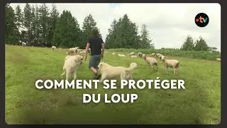Le loup : nombreuses attaques sur des troupeaux domestiques, notamment en Finist&egrave;re et C&ocirc;tes-d'Armor
