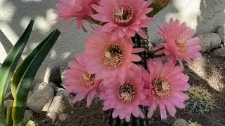 Un recorrido completo por el jardín de Marthita