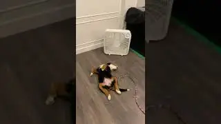Silly Bernese Mountain Dog Enjoying Her New Fan