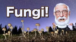 The Importance of Fungus in Your Aquarium!! #aquariumfungus
