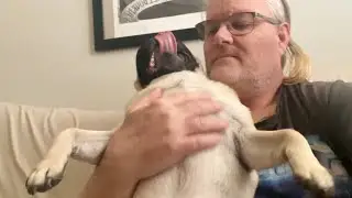 Paddington, Murphy & The Gang: Couch Cuddles! #PugLife #DogLovers #CouchCuddles #dogsofyoutube 