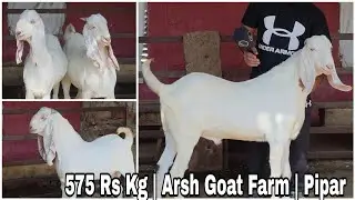 Arsh Goat Farm | 575 Rs Kg Retail | pipar Rajasthan