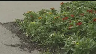 Youngstown CityScape executive director Sharon Letson explains how heat and dry weather affect plant
