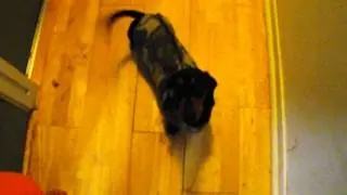 Mini smooth Dachshund. Aust. Champ. Nilite John O'Brien AKA Johnny