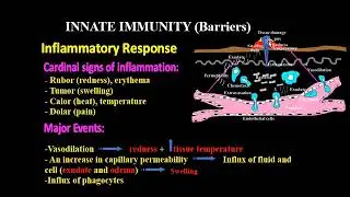 Innate Immune system Barriers 