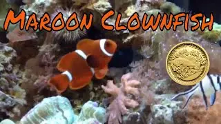 Maroon Clownfish Care Guide