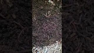 Just the beginning of Vermicomposting. Indian Blue worms!